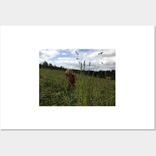 Scottish Highland Cattle Calf 1472 Posters and Art